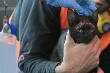 Katze aus den Trümmern der tödlichen Erdbeben in Venezuela gerettet: "Lichtblick"