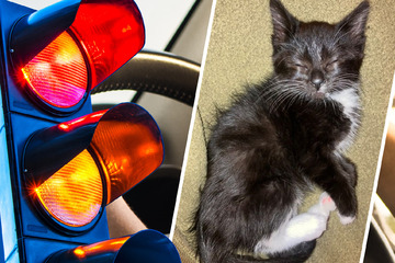 Abandoned kitty rescued just in time by couple stopping at traffic light