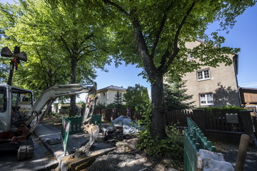 Chemnitz: Chemnitz: Ist dieser alte Baum schuld am Wasserschaden in der Bernsdorfer?