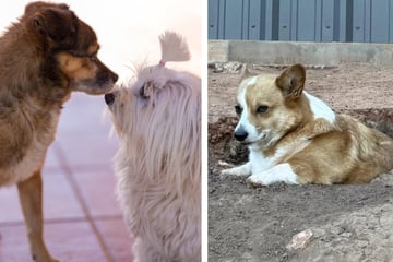 Frau möchte, dass ihr Corgi mit anderen Hunden befreundet ist und ist erstaunt darüber, was er stattdessen tut