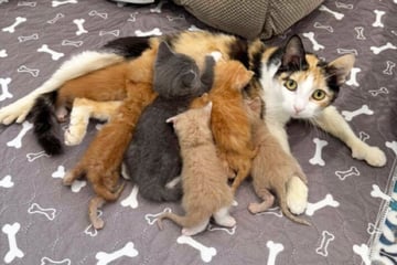 Katzen-Mama kommt mit nur einem Kitten ins Tierheim: Was dort passiert, lässt Pfleger dahinschmelzen