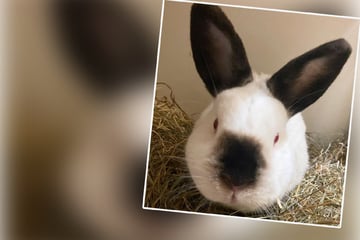 Jupp lässt nicht die Löffel hängen: Knuffiges Kaninchen auf der Suche nach einer neuen Bleibe!