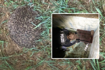 Stachelige Angelegenheit: Polizisten retten Igel aus Pool