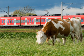 Zehn Kühe büxen aus und stoppen den Bahnverkehr
