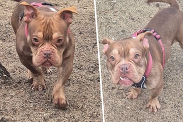 Niemand vermisste die imposante Bulldogge: Gibt es für armen Woody noch ein Happy End?