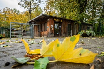 Chemnitz: Chemnitz: Neuer Schwung in Debatte um eine "Tierpark GmbH", Entscheidung Ende des Monats