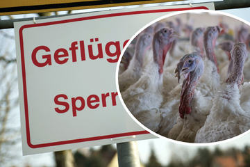 50.000 Tiere getötet: Vogelgrippe wütet in Schwäbisch Hall!