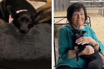 TikTok sheds tears over this dog's way of dealing with losing her owner