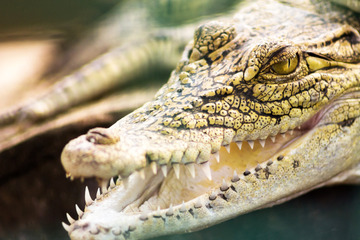 Alarm in der Spedition: Mitarbeiter steht plötzlich Krokodilen gegenüber