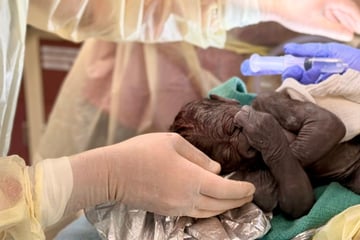 Seltene Not-OP bei Gorilla: Ärzte holen Baby per Kaiserschnitt auf die Welt