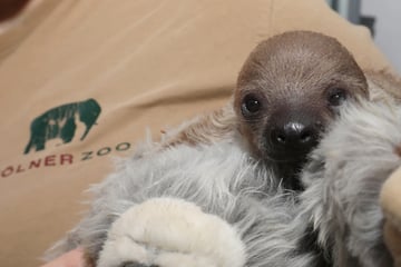 Zoo freut sich über Baby-Faultier, doch über diese Sache wundern sich die Tierpfleger ziemlich