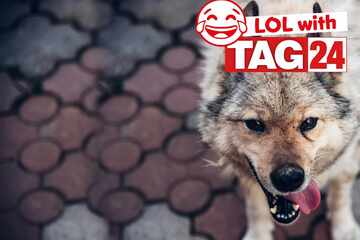 Joke of the Night for January 13, 2026: A wild funny