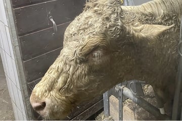 800-Kilo-Kuh in Güllegrube gestürzt: Ein Fall für die Feuerwehr
