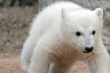 Drei Namen stehen zur Wahl: Wie wird der neue Star im Karlsruher Zoo heißen?