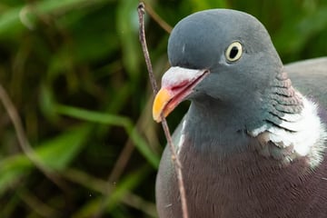 Auch für Menschen nicht ungefährlich: Tödliche Tierseuche auf dem Vormarsch?