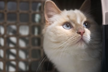 Katzen-Drama: Autofahrer setzt Samtpfote einfach aus – doch eine Frau wird zur Retterin!
