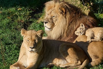 Deutschlands ältester Löwe Chalid in Heidelberg eingeschläfert