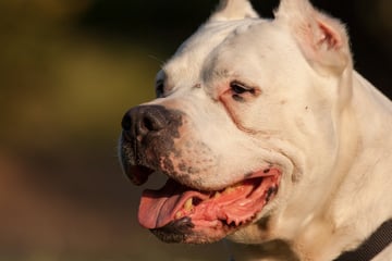 Hund fällt in sächsischem Restaurant Kinder an: Krankenhaus!