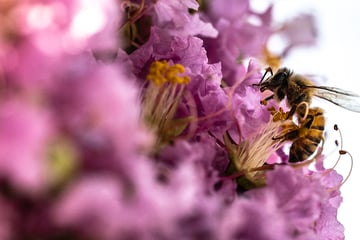 How climate change is making seasonal allergies worse