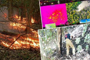 Dresden: 10.000 Quadratmeter Wald in Flammen: Löscharbeiten in Dresdner Heide beendet