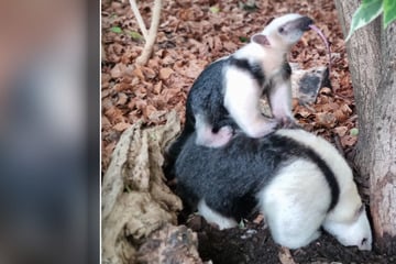 Süßer Ameisenbär-Zuwachs im Zoo Neuwied: Im Mama-Galopp in die Herzen der Besucher