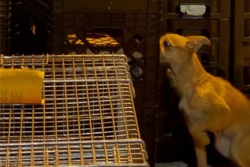 Kleine Hündin einfach im Müll entsorgt: Ihr Schicksal sorgt für Gänsehaut