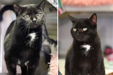 Stubentiger Spicy sucht ruhiges Zuhause: Wer kann der Katze noch einige schöne Jahre schenken?