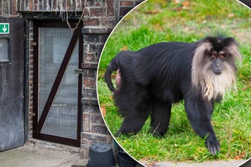 Anklage! Chemnitzer Tankstellen-Räuber entführten Affen aus Leipziger Zoo