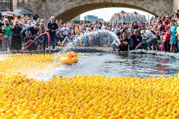Dresden: Gelber Gummi-Wahnsinn zum Stadtfest: 7000 Enten zieht's in die Elbe