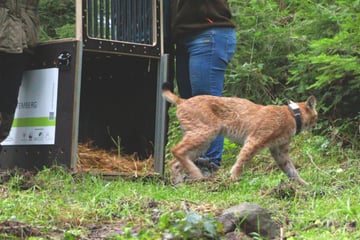Chemnitz: Chemnitzer Luchs-Dame im Schwarzwald ausgewildert