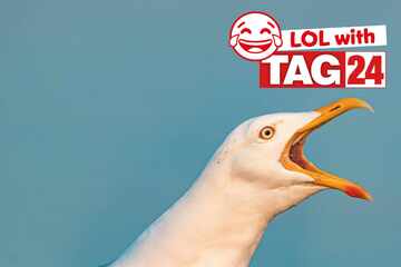 Joke of the Day for July 31, 2025: A feathered funny to make you smile