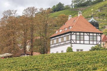 Dresden: Große Ehre: Warum das Weingut Hoflößnitz allen Grund zur Freude hat