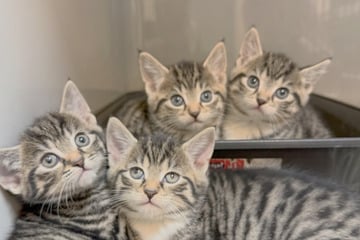 Tierretter entsetzt! Besitzer gibt Babykatzen aus scheinheiligen Gründen ab