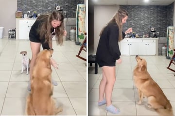 Frau filmt sich beim Training mit Golden Retriever: Als sie das Video anschaut, muss sie fast weinen