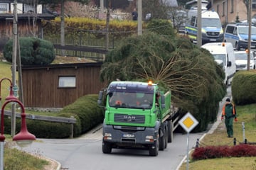 Chemnitz: Schwergewicht unterwegs: Hier rollt der Chemnitzer Weihnachtsbaum an