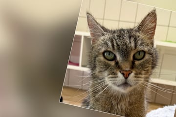 Krebsdiagnose: "Größter Schmuser im Katzenhaus" sucht nach Hospizplatz
