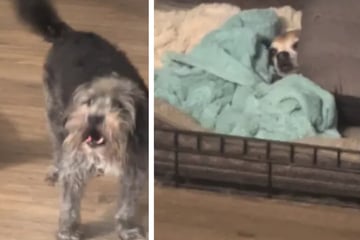 Chihuahua zeigt beim Bellen den geringsten Aufwand: TikTok-Video geht viral