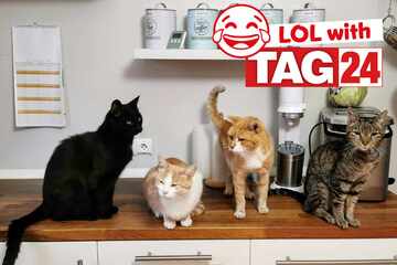 Joke of the Day for May 11, 2024: Get your funny on for Caturday