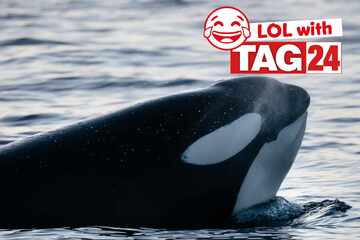 Joke of the Night for May 5, 2025: Animal jokes to make you laugh