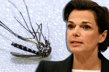 Rekordzahlen in Europa: Immer mehr Menschen nach Stichen von Mücken krank