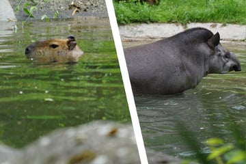 Nach jahrelangem Leerstand: Neuer Badespaß im Tierpark Hagenbeck