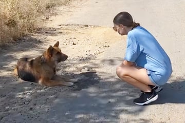 Frau entdeckt Hund auf Straße liegend: Als sie näher kommt, wird ihr eines sofort klar