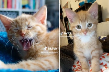 Süße Katze wird zum Mega-Hit: Sie macht nur eine Kleinigkeit und begeistert damit Millionen