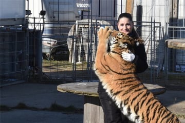 Leipzig: Tiger-Queen durfte sich nicht von ihren Raubtieren verabschieden: "Habe sie nur schreien hören"