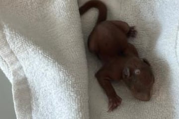 Tierischer Notfall im Wald: Vater und Kinder werden zu Rettern