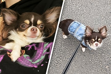 Dresden: Auf Gassi-Runde davongerannt: Ängstlicher Chihuahua in Dresden vermisst