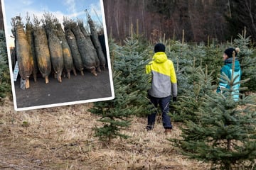 Leipzig: Zum Abholen oder Selbstschlagen: Hier findet Ihr Weihnachtsbäume in und um Leipzig!