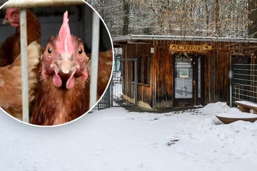 Chemnitz: Tierpark Chemnitz öffnet ab Freitag wieder: Mehr als 60 Vögel getötet