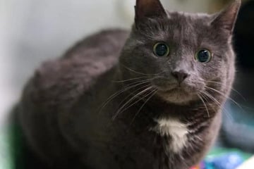 Ängstliche Katze sucht liebevollen Besitzer: Wer schenkt Mave ein neues Zuhause?