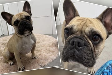 Aus Überforderung abmagern lassen: Hund Armani will Drama vergessen und endlich geliebt werden